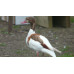 Blonde European Shelducks